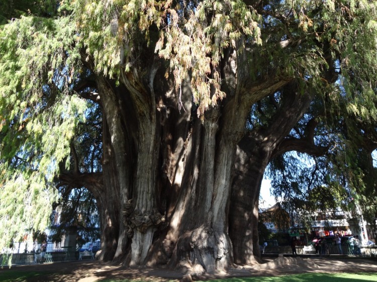 Le plus gros arbre du Monde