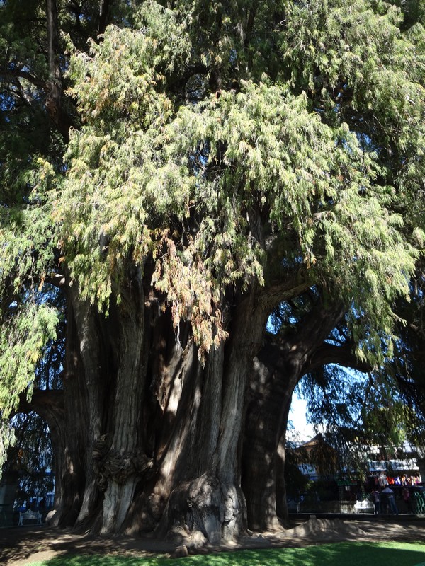 plus-gros-arbre-du-monde-vu-de-loin